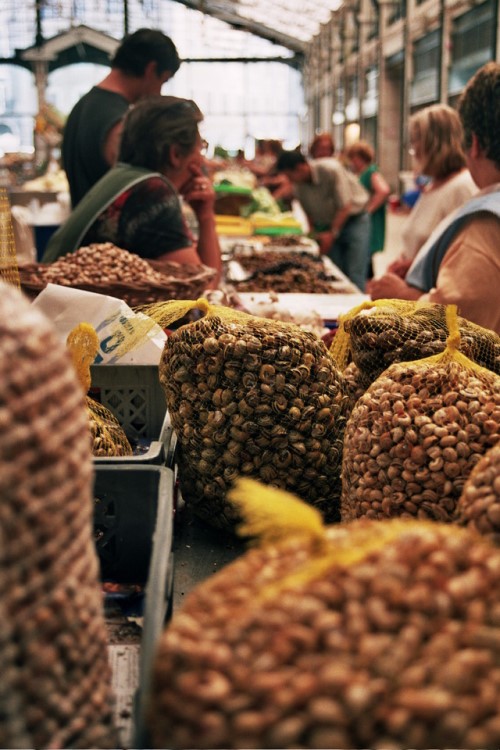 Snail Farming on the Rise in the USA in 2020 Escargot World