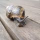 snail farming