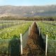 Snail Farm Lebanon