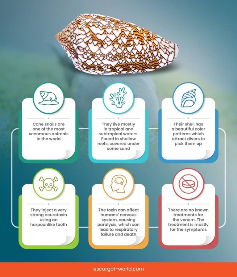 Cone Snail The Poisonous Surprise of the Deep