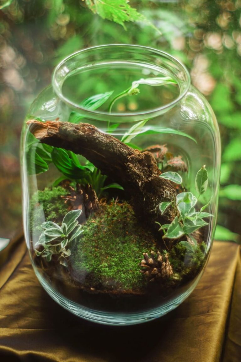Snail Terrarium Explained in 6 Simple Steps