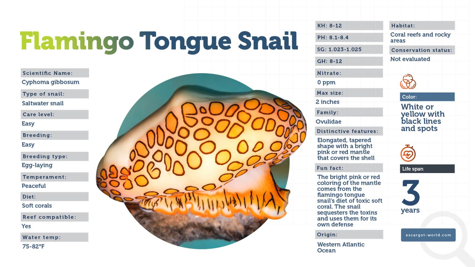 Flamingo Tongue Snail Is That A Real Snail Or The New Pixar
