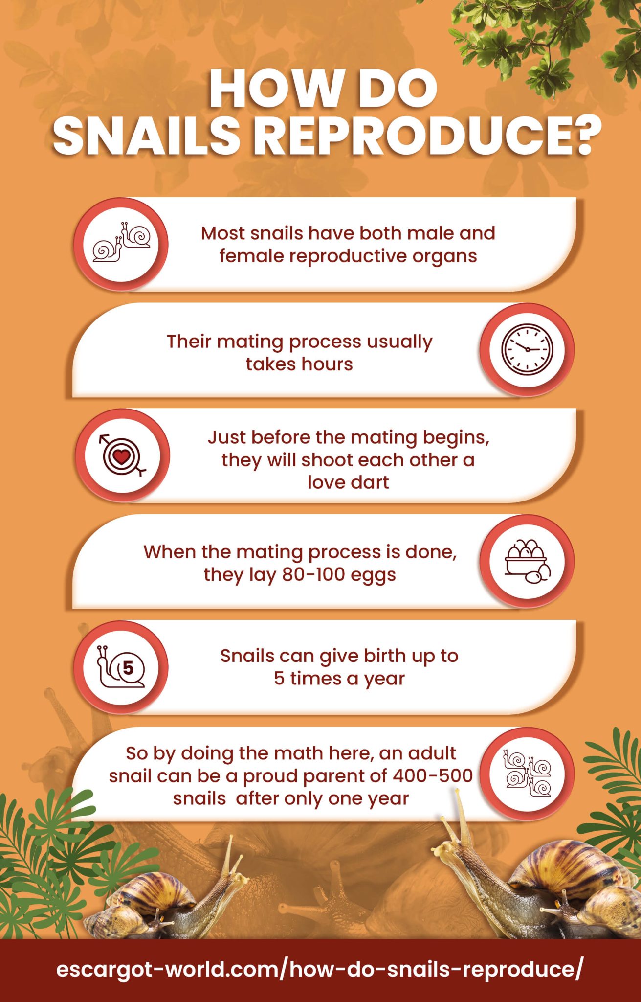 How Do Snails Reproduce 2024 Research Reveals Slimy Facts