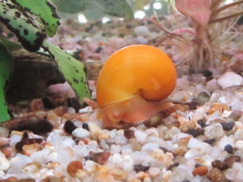 How Long Do Mystery Snails Live Unveiling Their Lifespan Secrets