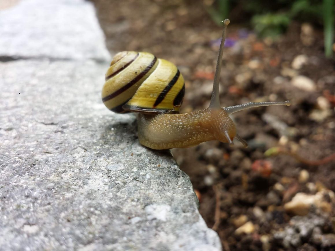 Best Land Snail Food Review A Quick & Honest Guide