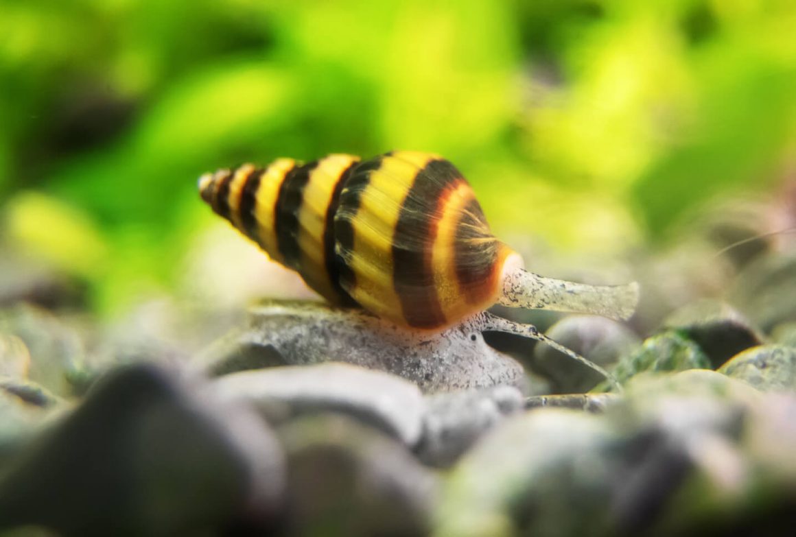 Do Assassin Snails Eat Shrimp? The Secrets of the Deep