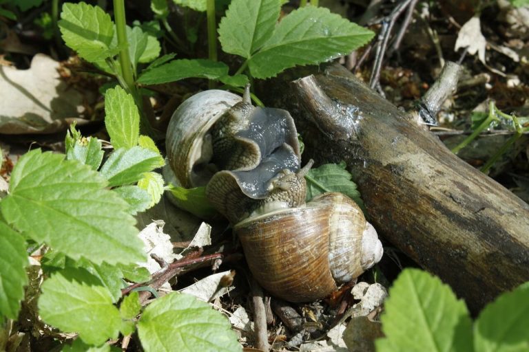 Do Snails Fight? Is That a Real Thing?