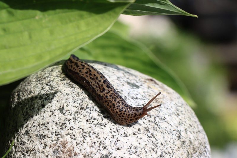 Where Do Slugs Go During the Day A Concise Guide on Their Daily Habitats