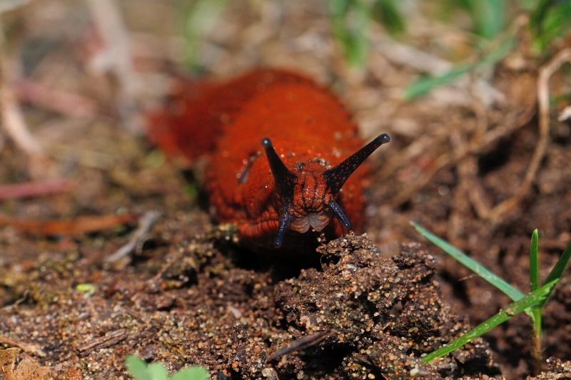 How Long Do Slugs Live Slug Lifespan Essential Facts