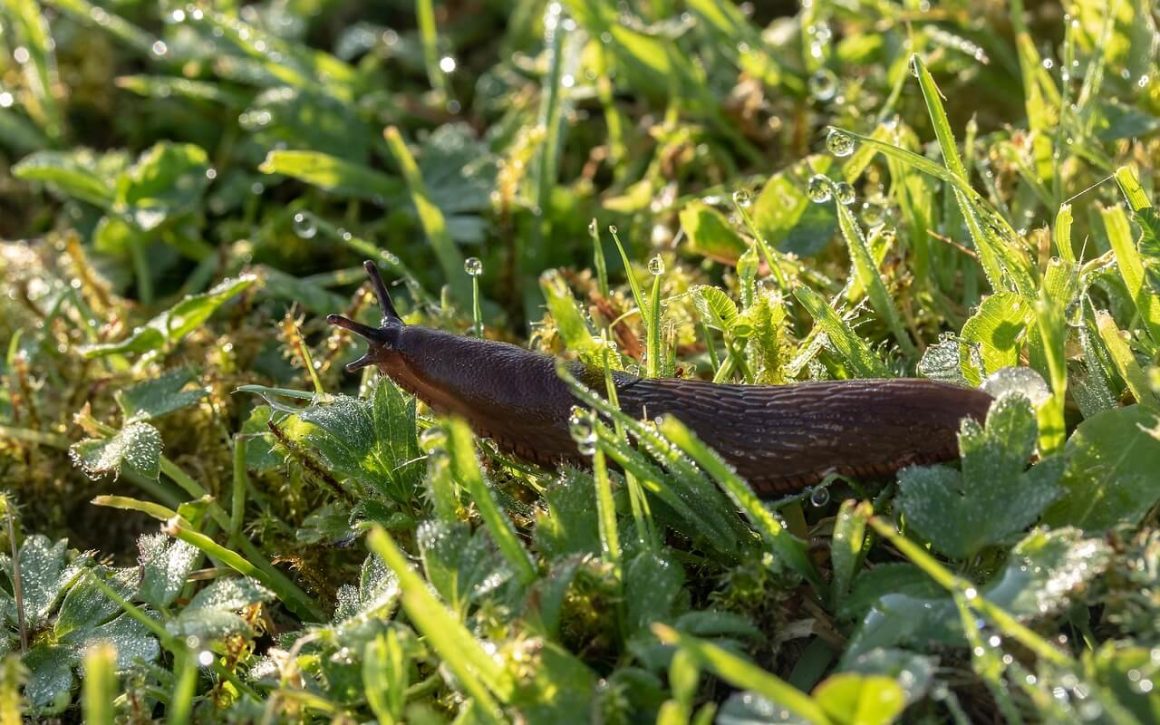 Do Slugs Have Eyes? A Clear Investigation